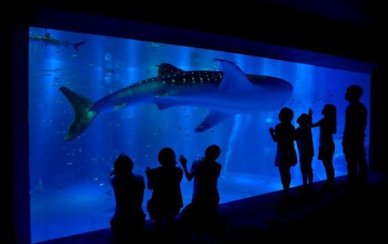 ジンベエザメの回遊ルートについて ジンベエザメクラブ通信no 8 のとじま水族館 石川 サメ シャチ好き集まれ情報局