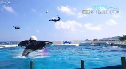 次回シャチ出んのか ドラマ 水族館ガール 第5回 ライバルはシャチガール 16年7月29日夜10時nhk サメ シャチ好き集まれ情報局