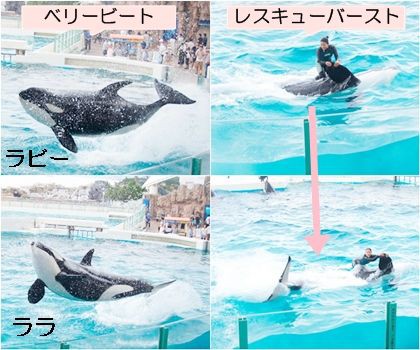 シャチとトレーナーが夏の暑さから来場者をレスキュー 鴨川シーワールド サメ シャチ好き集まれ情報局