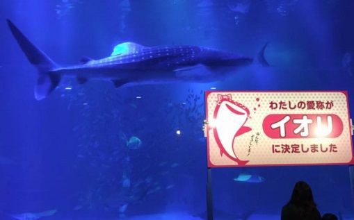 10月に仲間入りしたジンベエザメの愛称は イオリ に決定 のとじま水族館 石川 サメ シャチ好き集まれ情報局