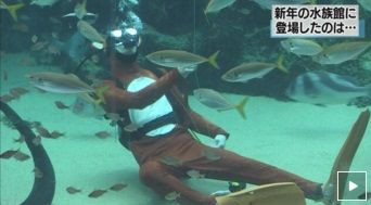 さる ダイバー 水槽でたこ揚げ他 サメやエイなど夜行性のお魚教室イベント 16年1月8 9日開催 九十九島水族館海きらら 長崎 サメ シャチ好き集まれ情報局