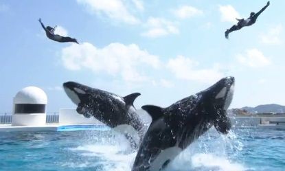 次回シャチ出んのか ドラマ 水族館ガール 第5回 ライバルはシャチガール 16年7月29日夜10時nhk サメ シャチ好き集まれ情報局