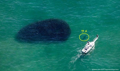 超巨大魚 サメに近づく不気味な黒い影 サメ シャチ好き集まれ情報局