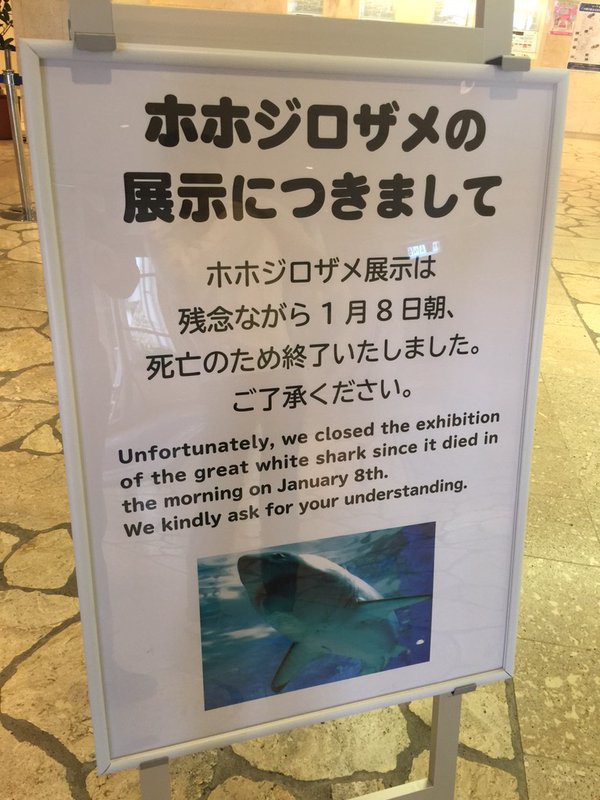 悲報 ホホジロザメ死亡のお知らせ 美ら海水族館 沖縄 16年1月8日 サメ シャチ好き集まれ情報局