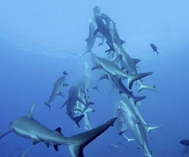 オグロメジロザメの大群がまるでクリスマスツリーのように サメ シャチ好き集まれ情報局