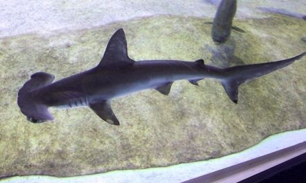 木づち頭のサメ かっこいい 上越 市立水族博物館にお目見え アカシュモクザメ 上越水族博物館 15年11月13日 サメ シャチ好き集まれ情報局