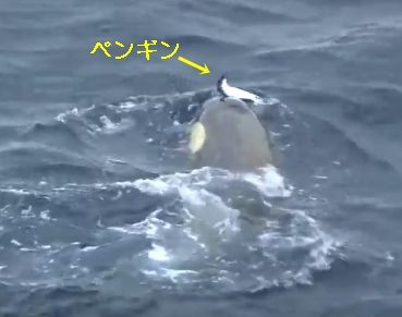 閲覧注意 シャチがペンギンを追いかける映像 サメ シャチ好き集まれ情報局