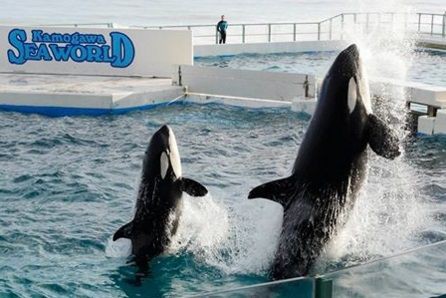 シャチの親子ジャンプ ラビーとルーナがそっくり シャチの巨大模型とクリスマスツリーのツーショット付き 鴨川シーワールド サメ シャチ 好き集まれ情報局