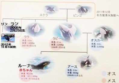 名古屋のシャチ ラン が千葉に引っ越し 人工繁殖に向け また アース は名古屋に 15年12月9日 サメ シャチ好き集まれ情報局