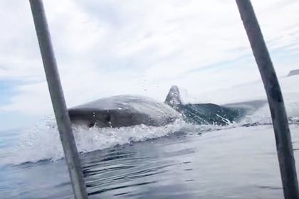 サメがジャンプし本気で襲ってきた映像 南アフリカ サメ シャチ好き集まれ情報局