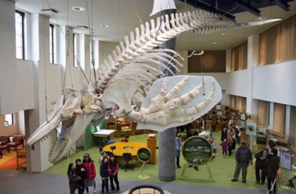 全長7mのシャチ 稚内市の海岸に漂着 の骨格展示 オホーツクミュージアムえさし 16年5月1日リニューアルオープン サメ シャチ好き集まれ情報局