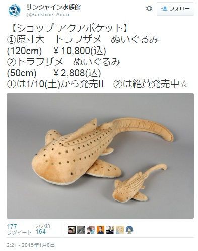 ブナシメジじゃないよ トラフザメツリー サンシャイン水族館 京都水族館の オオサンショウウオぬいぐるみツリーもsnsで話題に サメ シャチ好き集まれ情報局