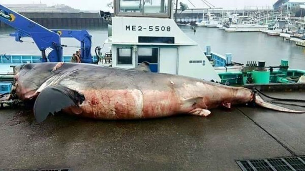 三重県 熊野灘にジョーズ現る 三重県鵜殿港にホホジロザメ 15年4月7日 サメ シャチ好き集まれ情報局