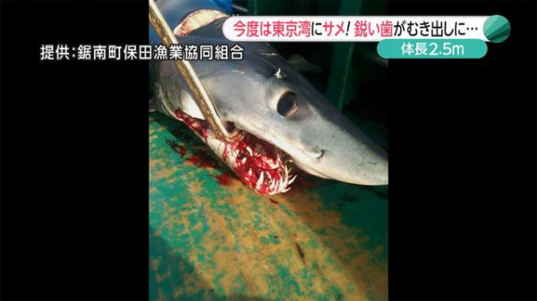 サメ目撃情報相次ぐ 東京湾でアオザメが定置網に 千葉 鋸南町 15 08 21 23 17 サメ シャチ好き集まれ情報局