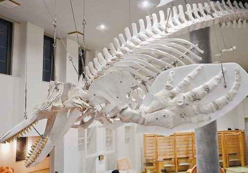 全長7m 巨大シャチ現る オホーツクミュージアムえさし 新たに骨格標本 どうしんウェブより 北海道 サメ シャチ好き集まれ情報局