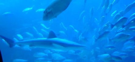 サメと鯵トルネード 和歌山 串本海中公園ツイッターより サメ シャチ好き集まれ情報局 サメと鯵トルネード 和歌山 串本海中公園ツイッターより サメ シャチ好き集まれ情報局