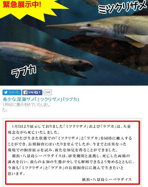 ラブカに続き 治療中だった ミツクリザメ 死亡のお知らせ 横浜 八景島シーパラダイスhpにて発表 16年1月11日 サメ シャチ好き集まれ情報局