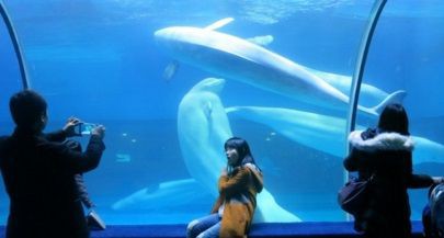 中国の水族館人気の影で悲惨な環境に置かれる動物たち シャチも７頭いる模様 中国 ワシントン ポストより サメ シャチ好き集まれ情報局