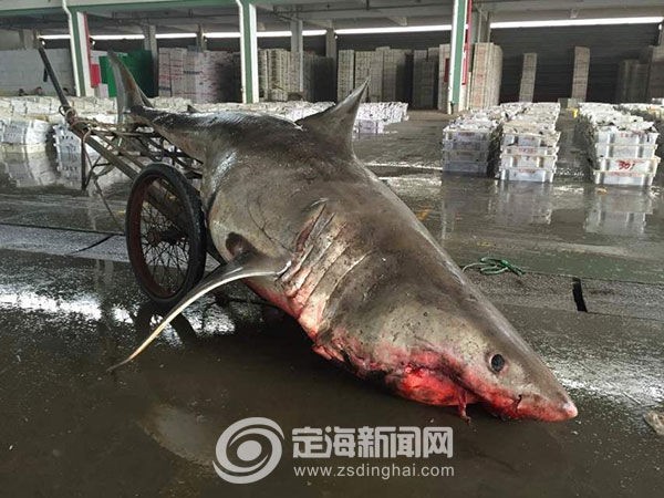 体長約4m 体重約500kgの ホホジロザメを捕獲 中国 サメ シャチ好き集まれ情報局