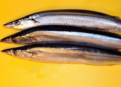 この差って何ですか アジの缶詰をあまり見かけない理由 サバ缶 イワシ缶 サンマ缶はあるのになぜアジ缶はないのか その理由をわかりやすくまとめました １９８６０７０７ Powered By ライブドアブログ