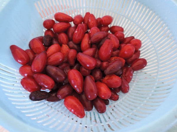 グミの実　5kg 貴重　無農薬　ジャム　茱萸　5キロ 71pDuFlGcbL._UF1000,1000_QL80_.jpg