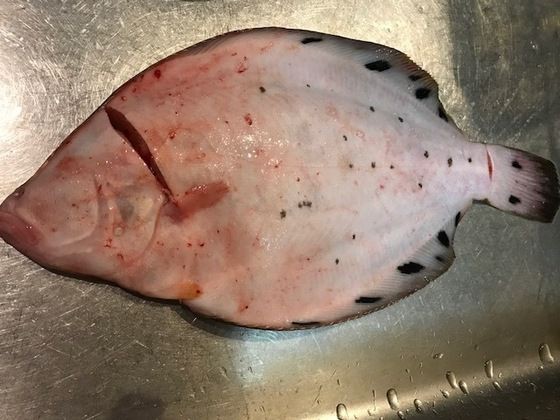 幻の高級魚 魚喰い