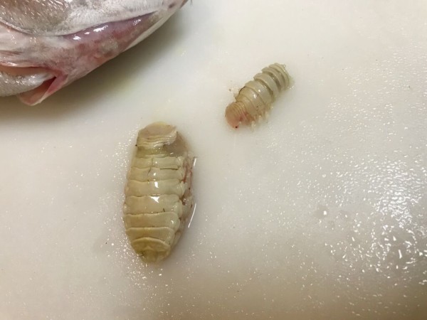 閲覧注意 タイノエを喰らう 魚喰い