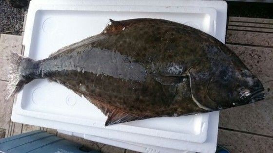 オヒョ 魚喰い