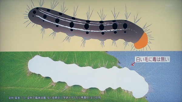 タ]虫刺され対策マニュアル : チミンモラスイ！