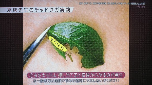 タ 虫刺され対策マニュアル チミンモラスイ