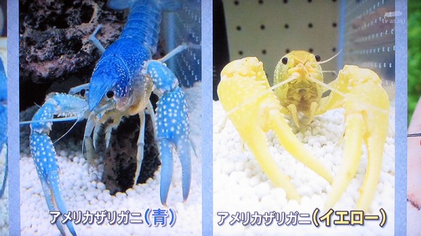 タ アーバンザリガニ祭り チミンモラスイ