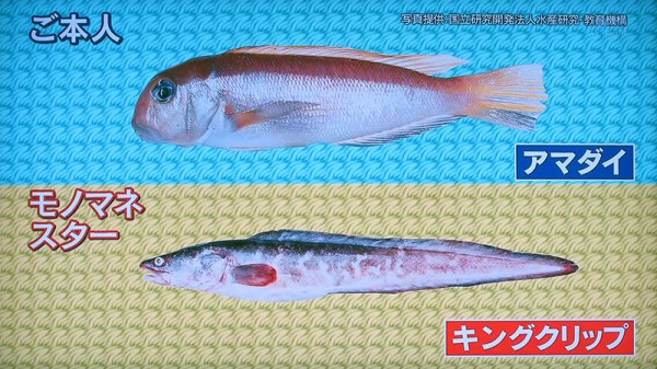 タ シーフードものまね王座決定戦 チミンモラスイ タ シーフードものまね王座決定戦 チミンモラスイ