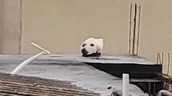 屋根にぶらさがる犬 かと思ったら猫だった 動物たちの毛の模様いろいろ マランダー