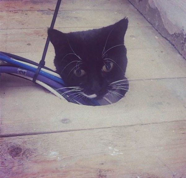 うちの可愛いアホ猫を見てくれ アレコレやらかしちゃった猫たちの所業詰め合わせ マランダー