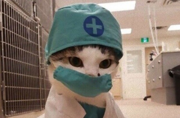 猫のいる職場はいかが こんなスタッフがいたら絶対に通っちゃう 働く猫たち総集編 マランダー