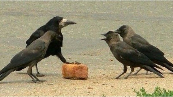 こいつぁヤバい カラス先輩らの闇取引の瞬間をとらえた画像が海外掲示板で話題に マランダー