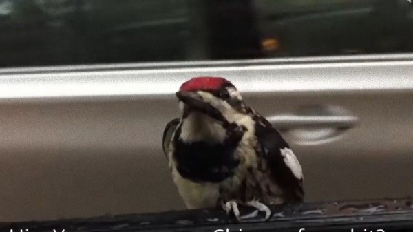 おとしゃんのこと 気に入ったんだもん キツツキの相乗り シカゴ行き マランダー