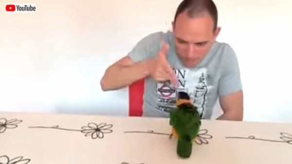 や やられた グフッ インコの見事な死んだふりに飼い主さん大喜び マランダー