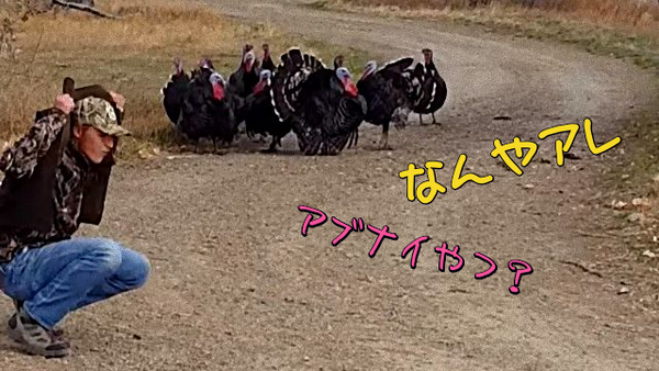 おい、なんか変なヤツがいるけどコイツ仲間？七面鳥の物真似が凄すぎる ...