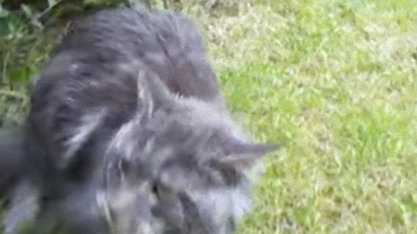 メインクーンのタイタスさん お気に入りの場所を離れたくなくてニャアニャア鳴く マランダー