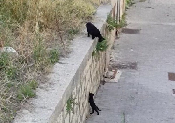 段差越しにはぐれてしまった母猫と子猫 再会の瞬間 マランダー