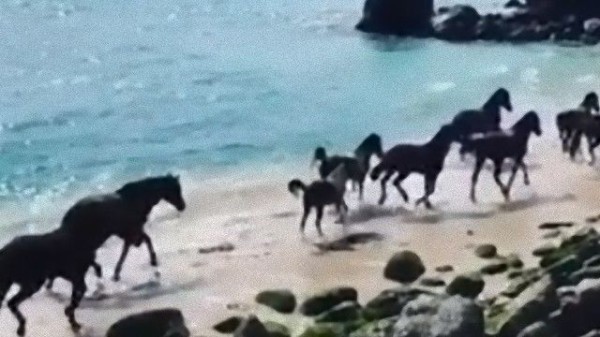 海を駆ける野生の馬たちの優美な姿に関する海外の反応 マランダー