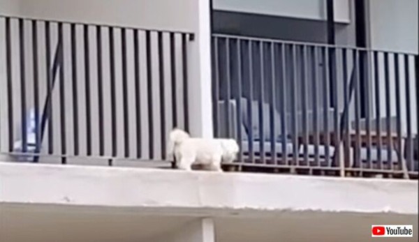 危ない 犬がベランダの外を歩いてる お隣さんを訪ねるために愛犬がとった行動とは マランダー