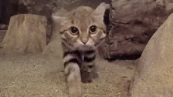 世界一小さくて獰猛な猫 キュート ワイルドなクロアシネコさんにズームイン マランダー