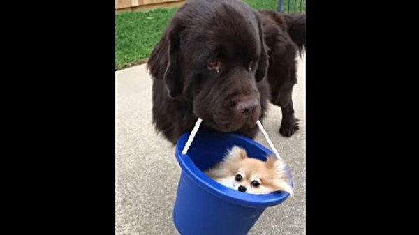 なんてカワイイんだ 小さな相棒をバケツに入れて運ぶ犬が大人気 マランダー