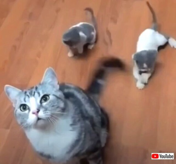 パタパタ尻尾を追いかけさせて うちの子たちを紹介するわね と 涼しい顔で子猫ズをあやす母猫 マランダー パタパタ尻尾を追いかけさせて うちの子たちを紹介するわね と 涼しい顔で子猫ズをあやす母猫 マランダー