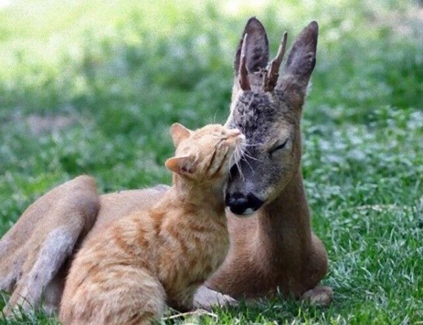 童話の世界から抜け出て来たの かわいい小鹿と動物たちのほんわか仲良し写真集 マランダー