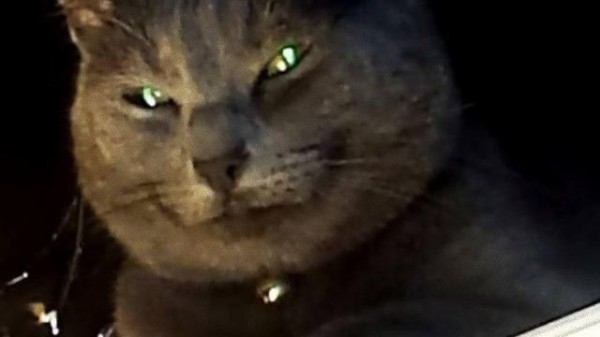 邪悪な猫