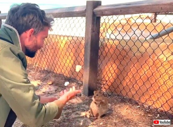 世界一幸せな動物 クオッカはジャグリングがお気に召したようだ マランダー