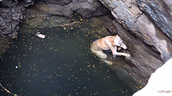 Animalaid すぐに行くから もうちょっとだけ頑張れ 井戸でおぼれた犬の救出作戦 マランダー Animalaid すぐに行くから もうちょっとだけ頑張れ 井戸でおぼれた犬の救出作戦 マランダー